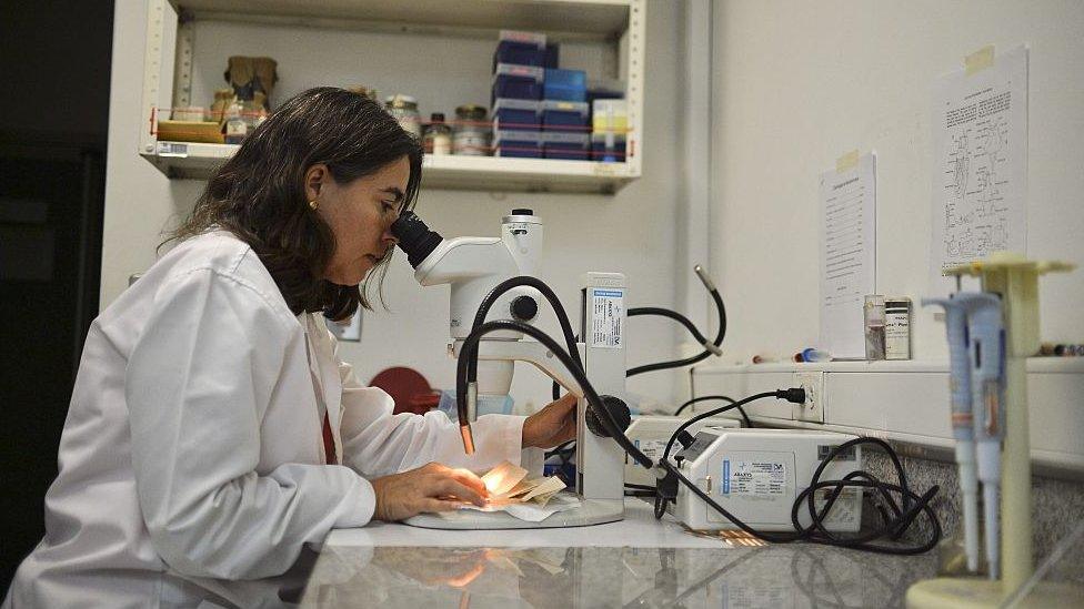 Doctor looking through a microscope