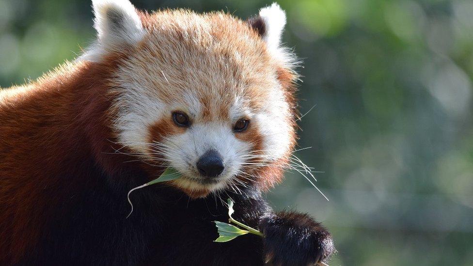 A red panda eating bamboo