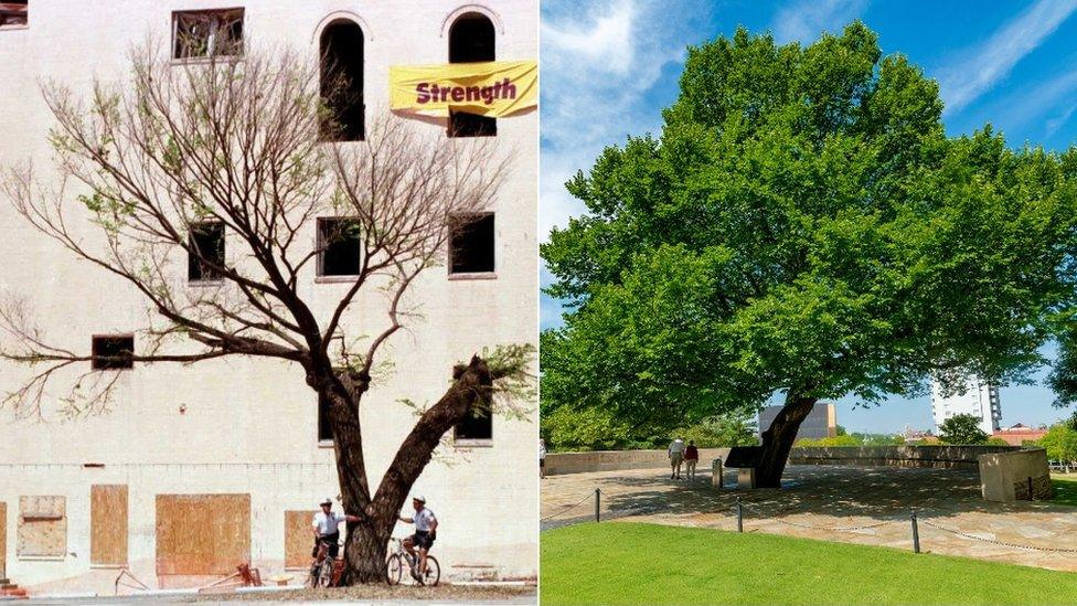 Two police officers under survivor tree in 1996 and how it appears today