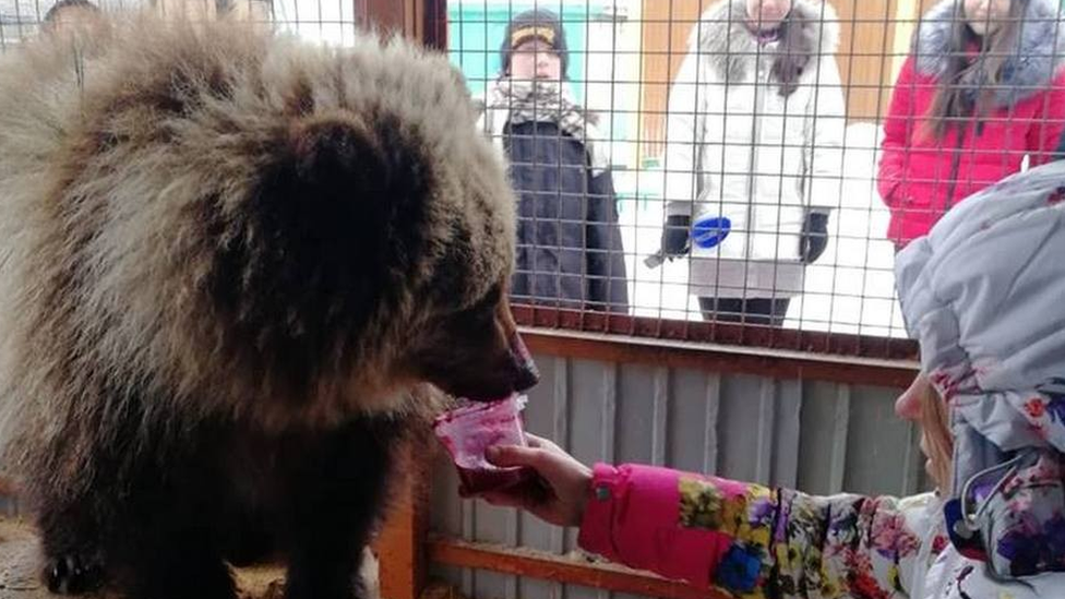 Bear rescued in Russia after poachers killed mother 2018