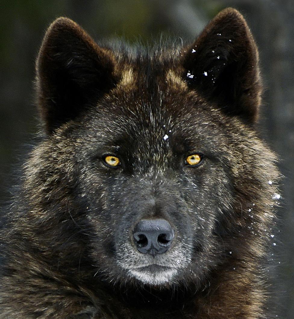 Picture taken at Banff National Park in 2011 of a male wolf