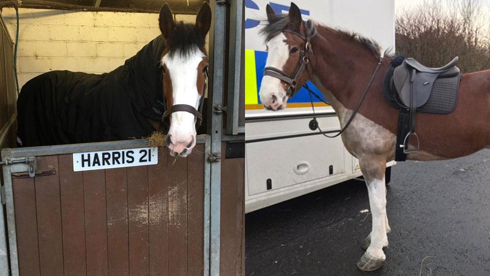 New police horses Harris and Lewis