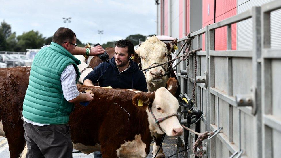 A shampoo and a scrub ensured these cattle were looking their best for the judges