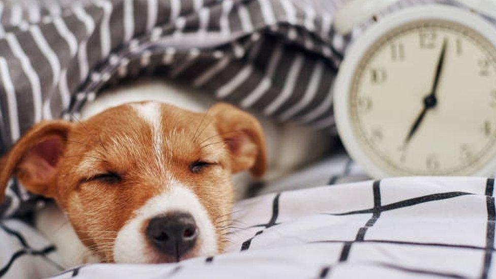 A dog sleeping next to a clock