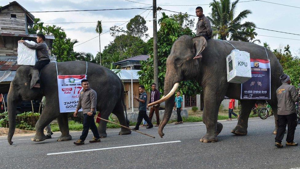 Indonesian mahouts ride elephants transporting election materials to a polling station during the presidential election in Trumon, Southern Aceh province on April 17, 2019. -