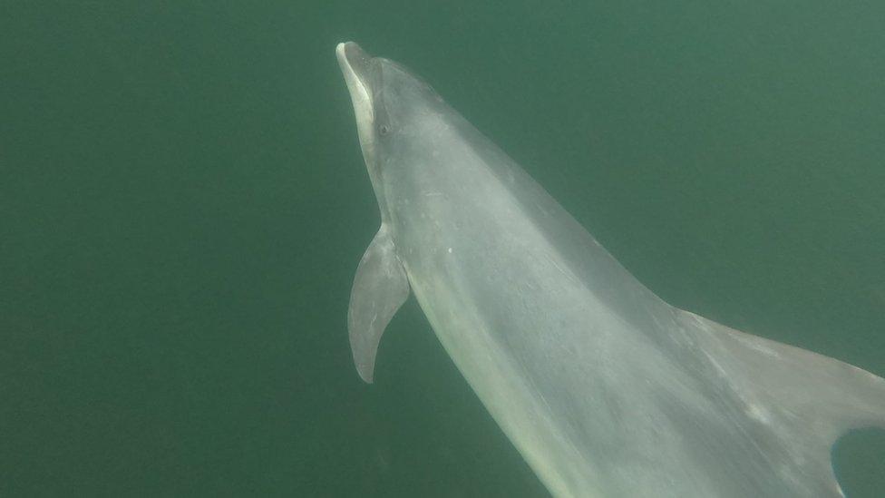 Yoda the Dolphin, swimming in the sea.