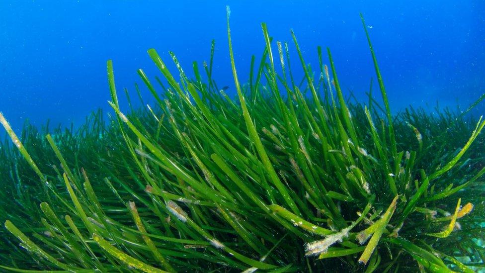 Seagrass