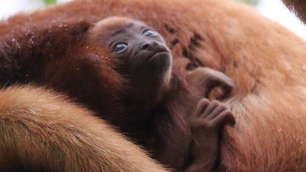 The baby howler monkey