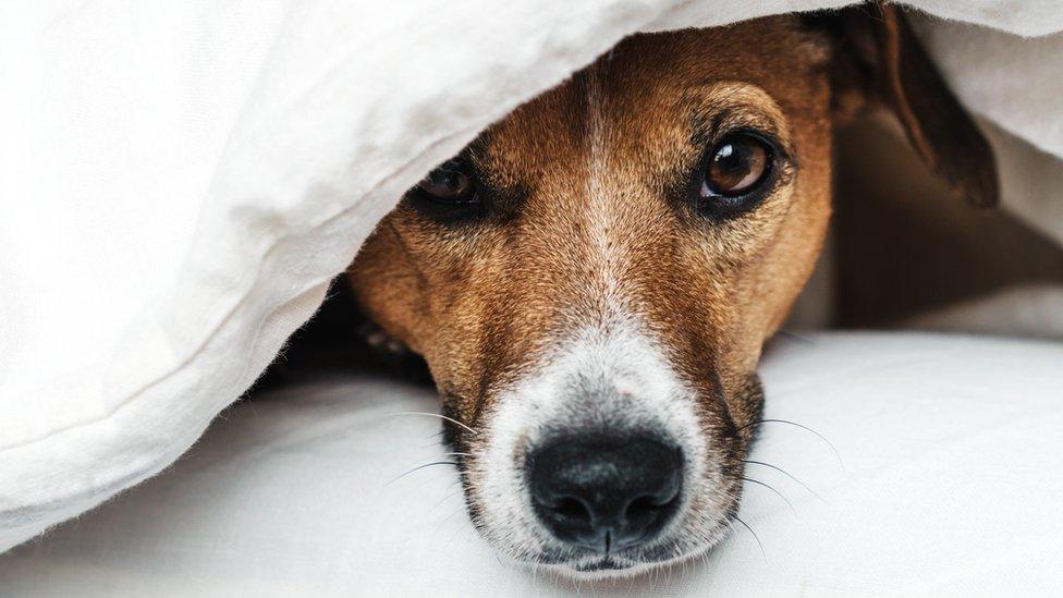 A dog under a duvet