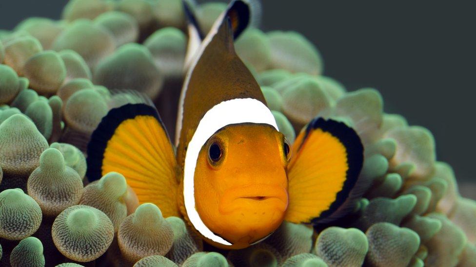 Clownfish