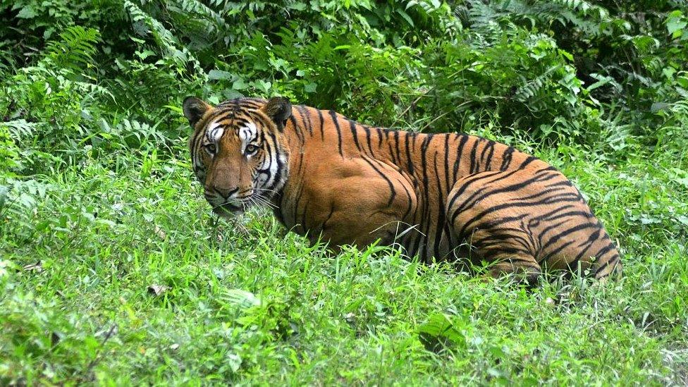 Tiger, India