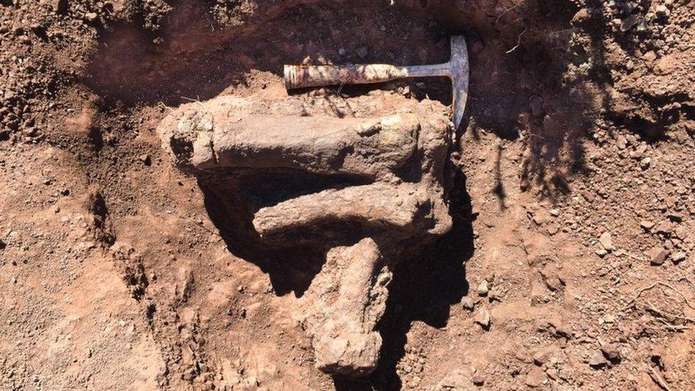 A handout photo made available by Wits University shows bones from Ledumahadi mafube, at the site is was found the the Free State province, Johannesburg, South Africa 29 September 2018