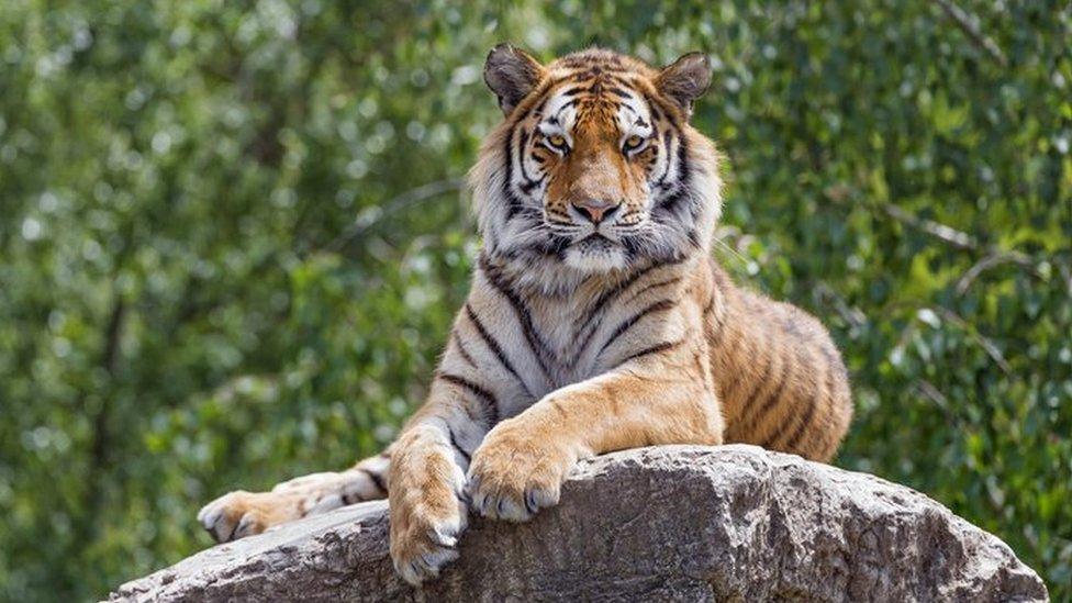 Tiger on rock