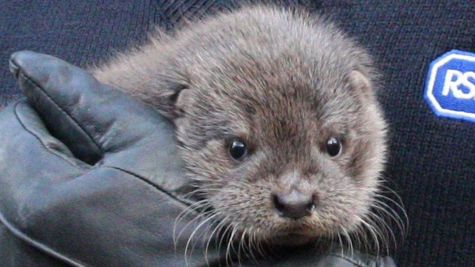 An otter.