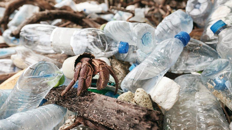 Hermit crab walking through plastic