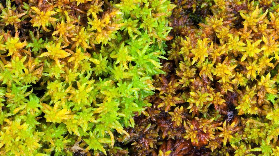 sphagnum-moss.