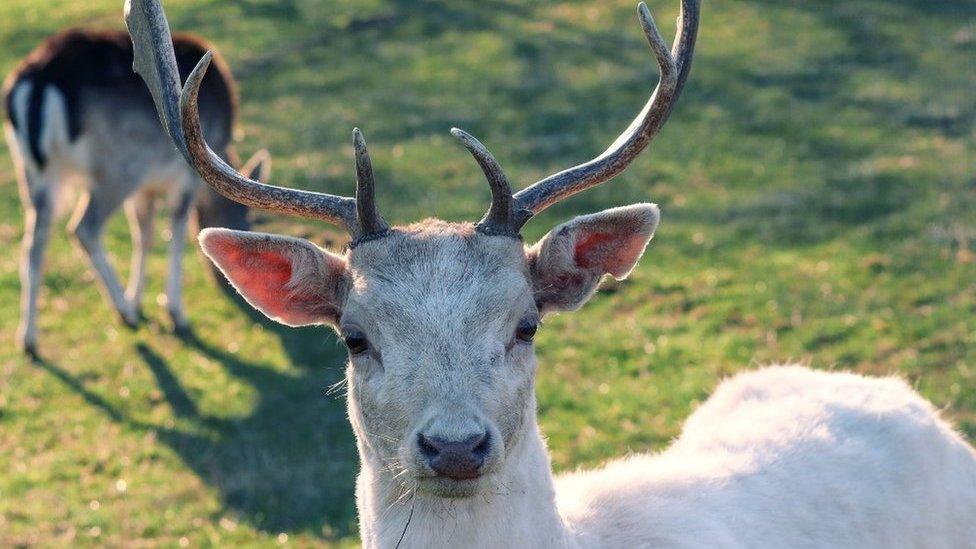 Fallow buck deer