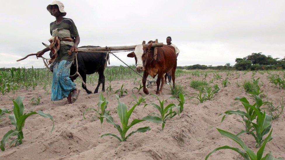 Communal farmers cultivate maize crops in Mvuma district, Masvingo, Zimbabwe, January 26, 2016. In Zimbabwe, farmers have already lost cattle and crops in the severest drought to hit the nation in a quarter of a century