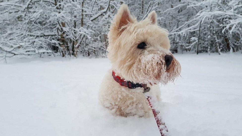 Westie in snow