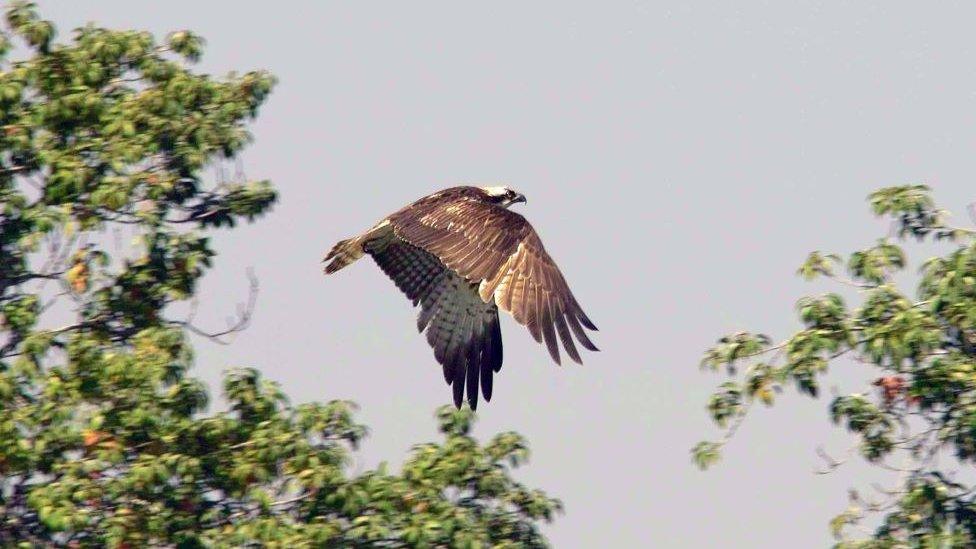 Osprey flying.