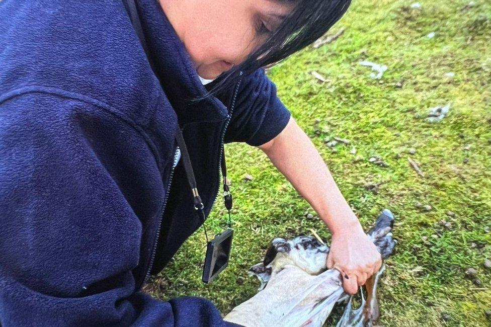 RSPCA inspector helping an ewe in labour