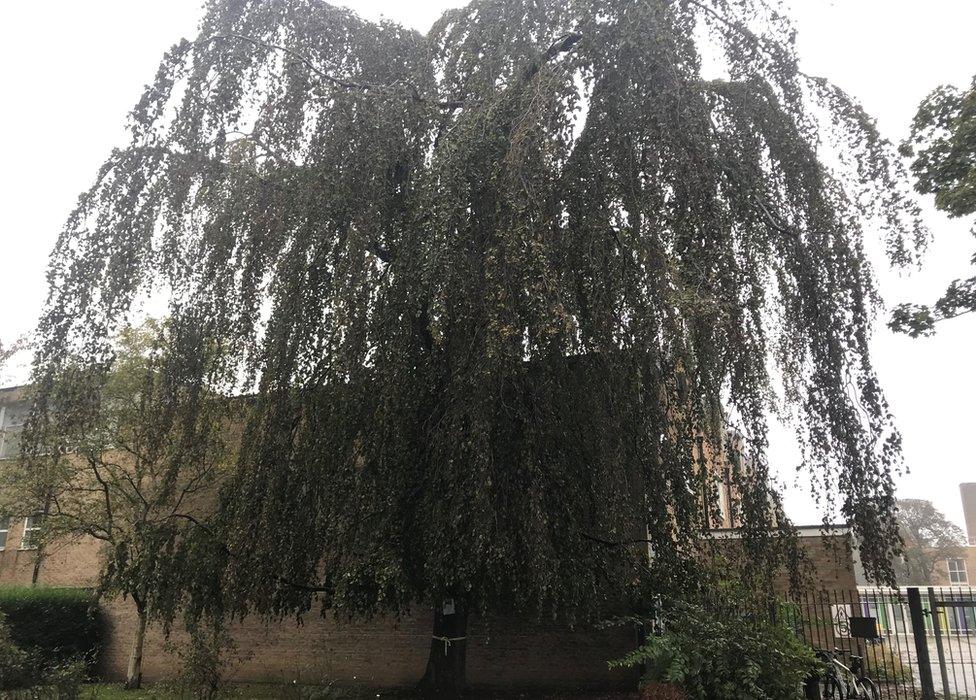 The Weeping Beech tree