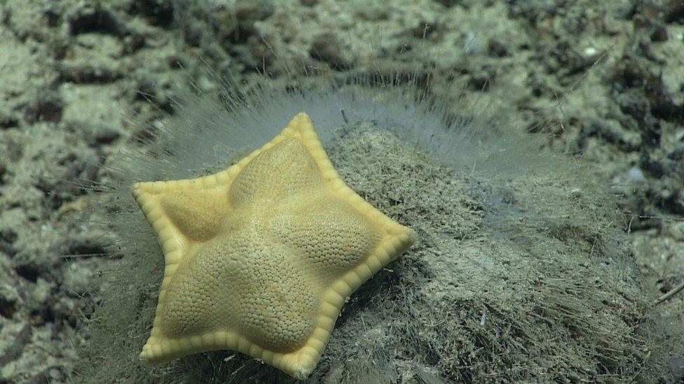 ravioli starfish.