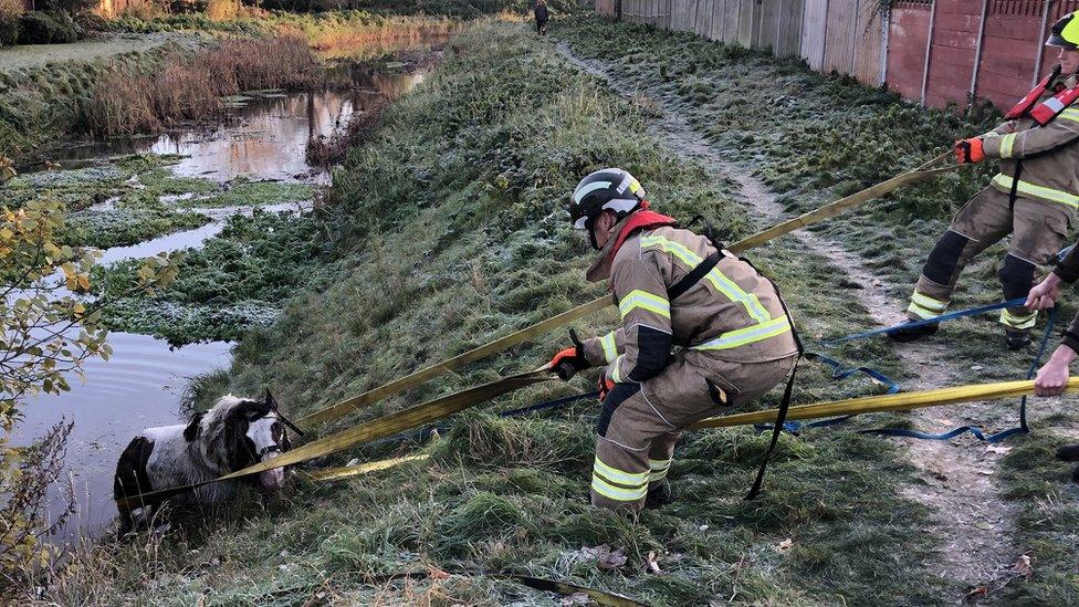 Horse being rescued