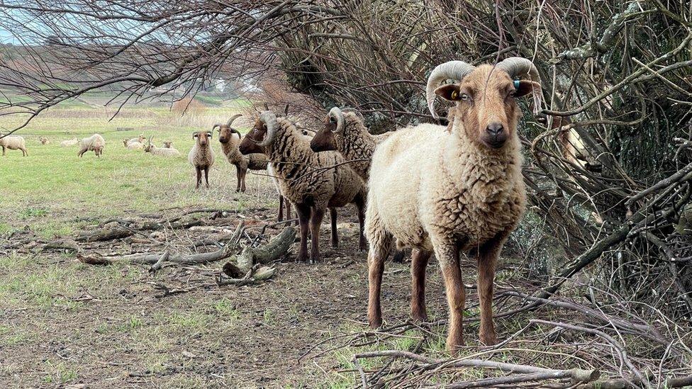 Manx Loaghtans