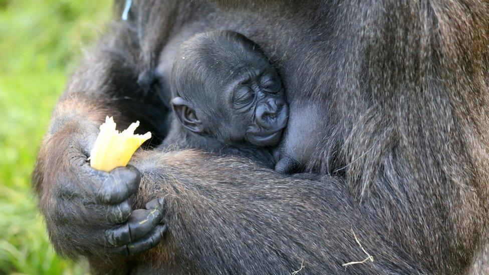 Baby gorilla from Belfast Zoo