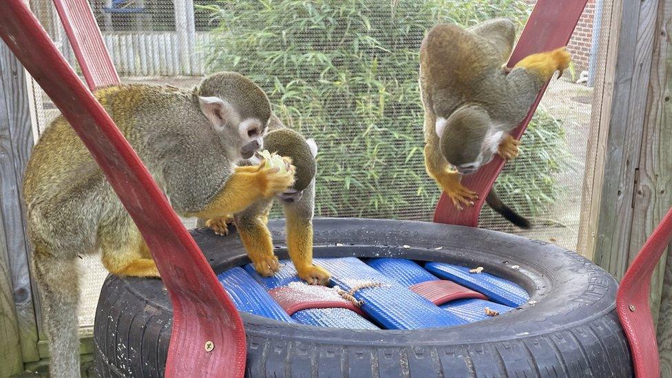 three monkeys playing on a tyre