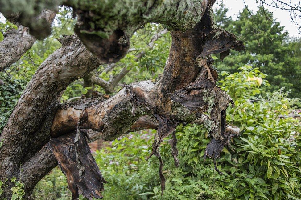 Branches of original Bramley apple tree