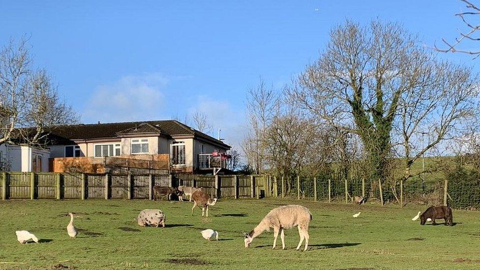 Animals at at Lamont Farm Project, Erskine