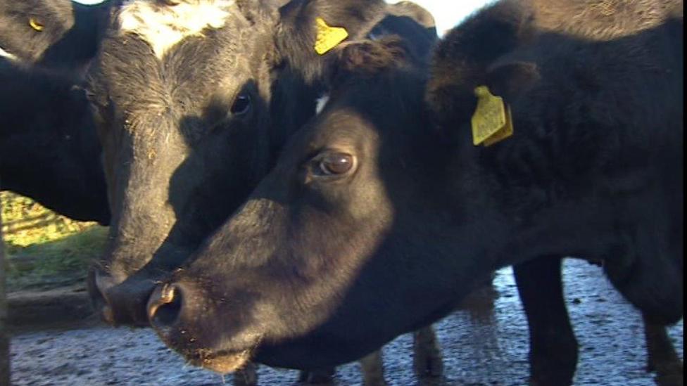 Cows at Mossman Farm