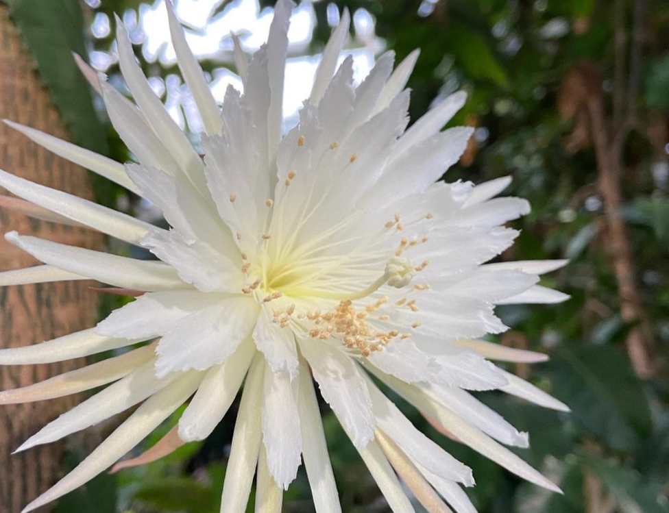 Moonflower bud