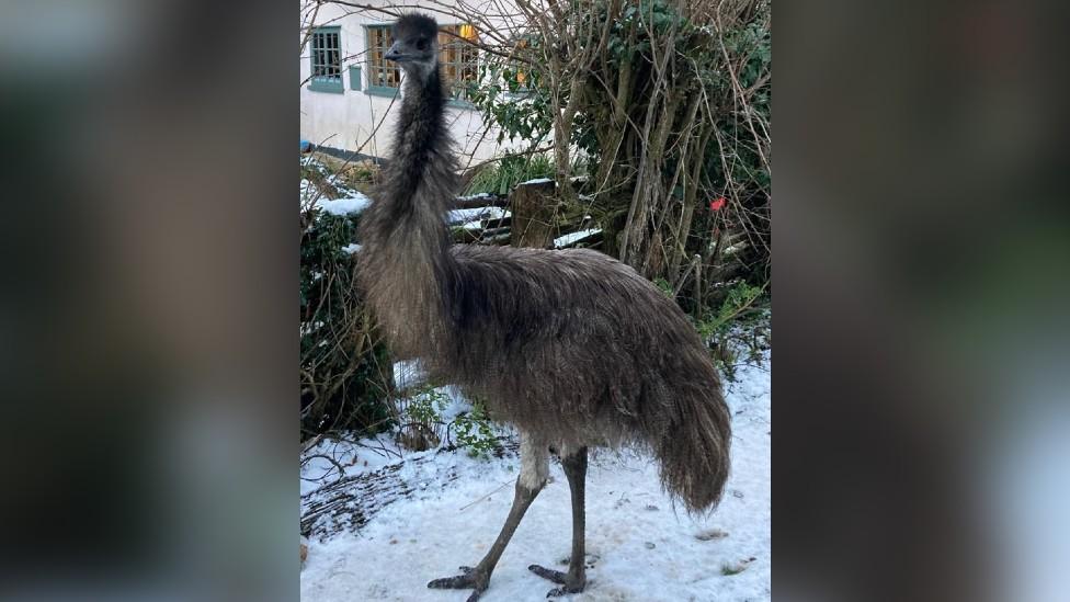 Emu in the snow