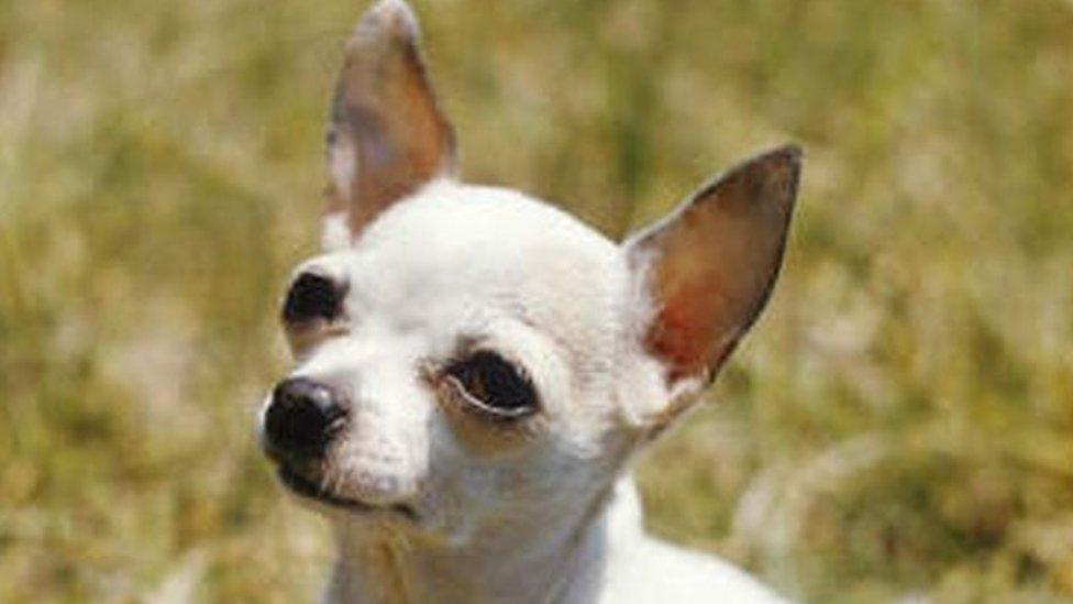 A Chihuahua