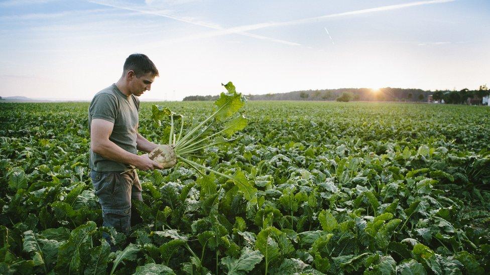 sugar beet