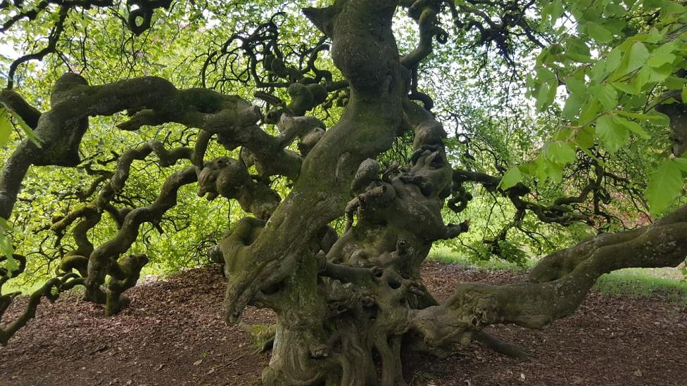 Parasol beech Northern Ireland