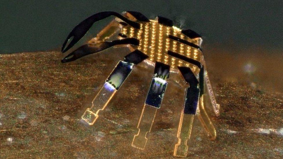 tiny robot crab