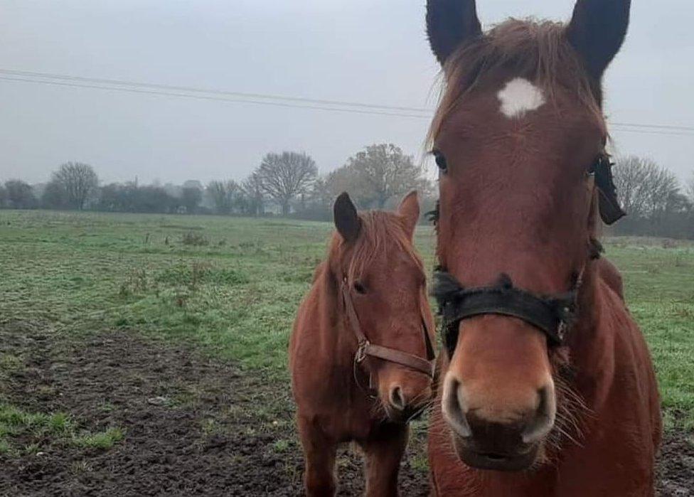 Suffolk Punch horse and a smaller horse