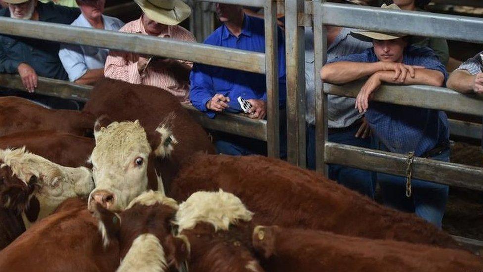 Australia could soon send live cattle to China