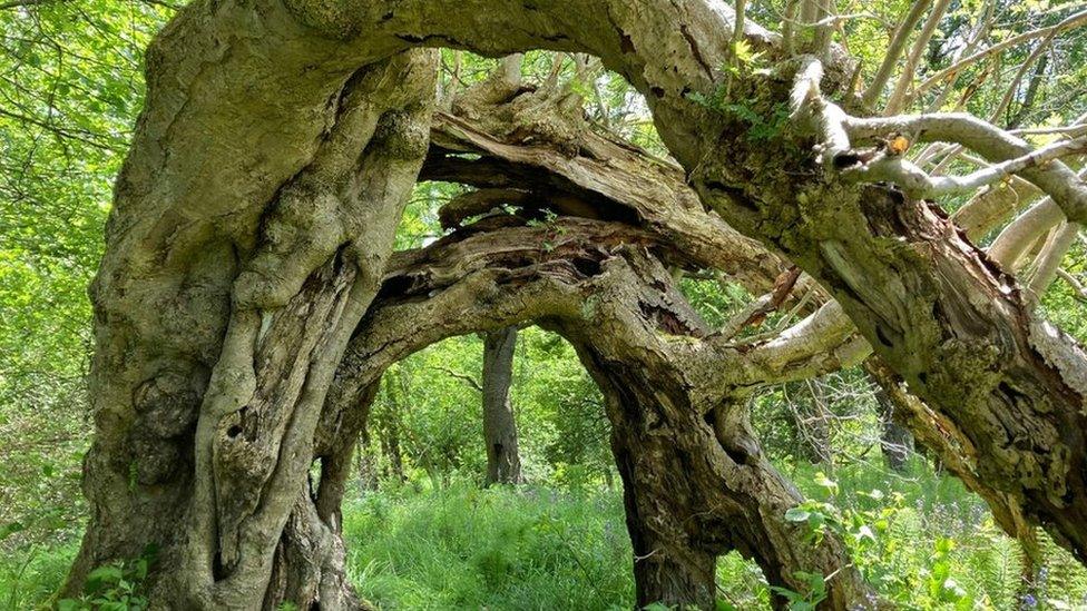 The portal tree