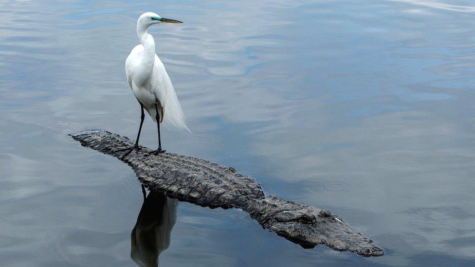 Egret on Alligator