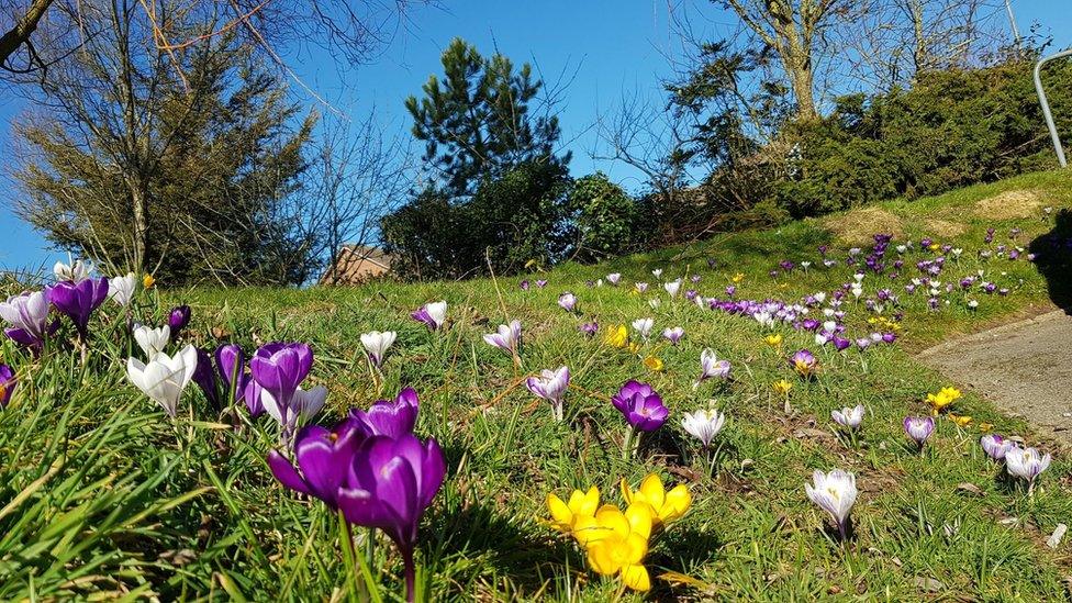 Crocuses in Eastbourne