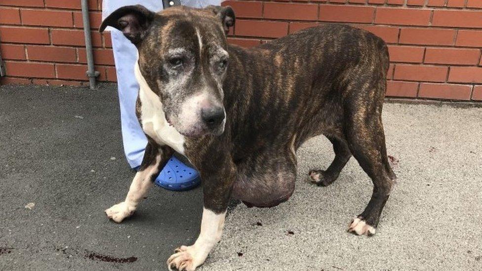 Stray dog found with huge abdominal tumour