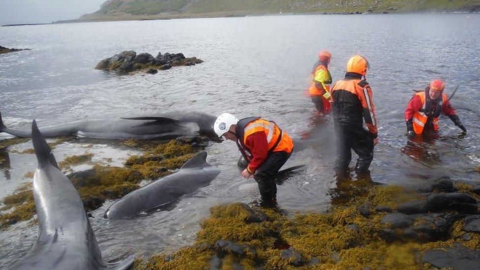 Whales rescue effort