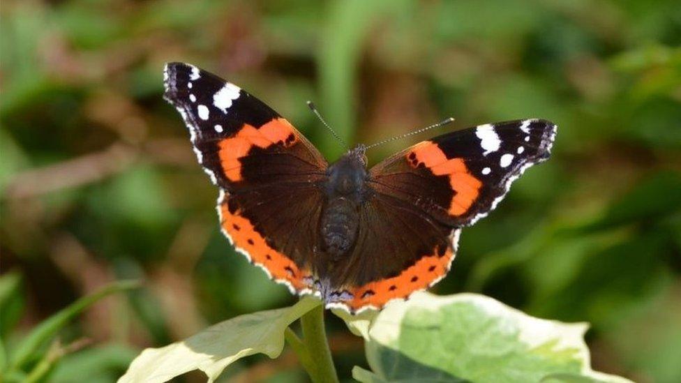 Red admiral