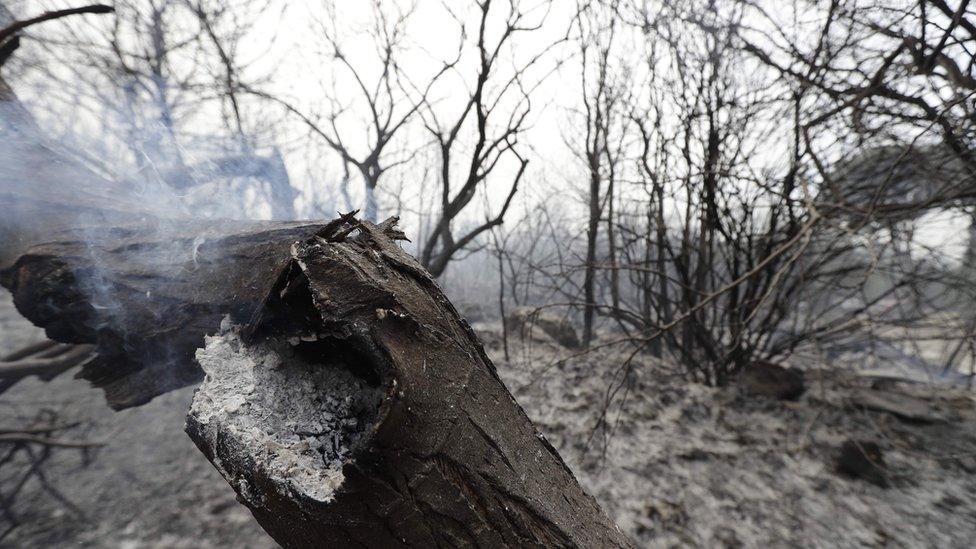 The remains of a forest in Lebanon after fires spread from the mountains