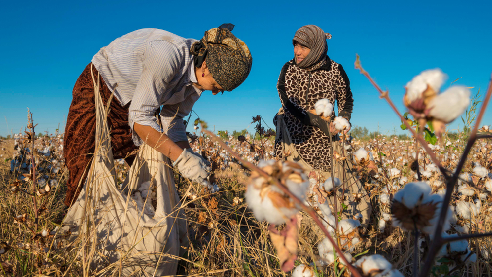 Uzbek women picking cotton